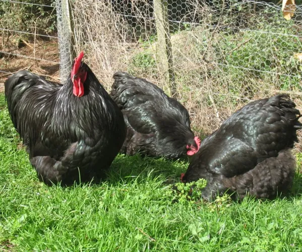 Vendo franguinhos de galinha gigante negra