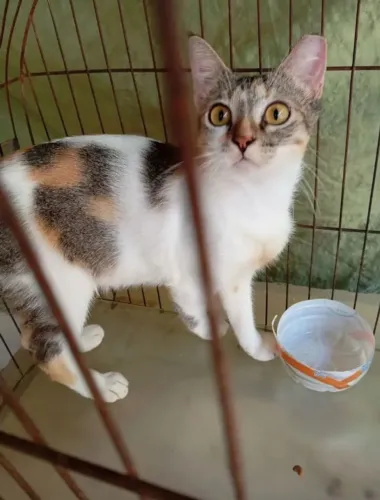 Gata castrada para adoção