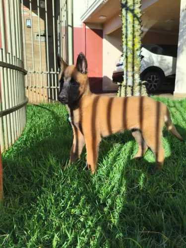 Pastor Belga Malinois