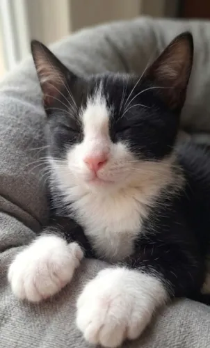 Gato Frajola Filhote ( Doação ).