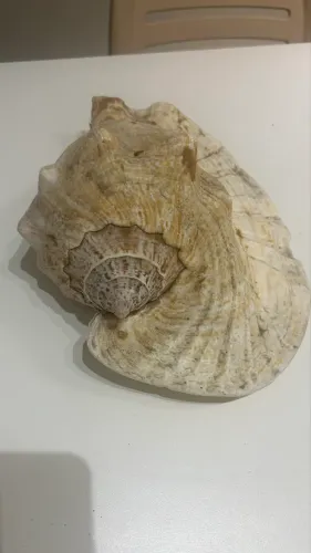 Concha mar grande