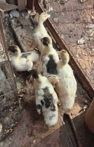 Vendo patinhos