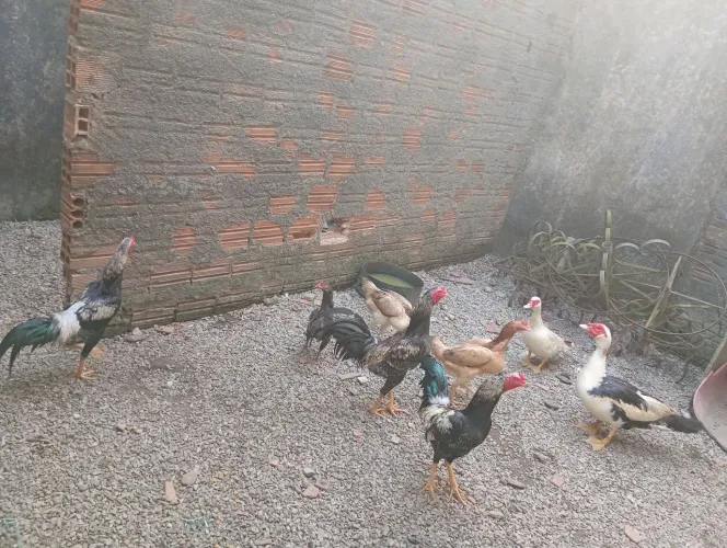 Galinhas e galos