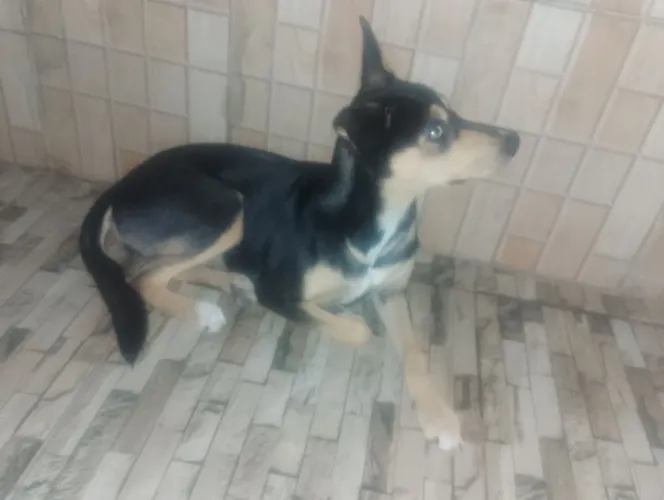Cachorro