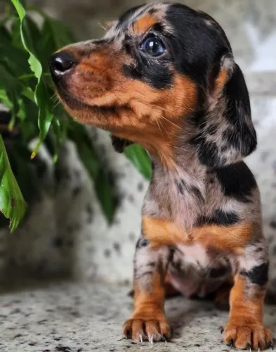 Dachshund - Com Pedigree!!Lindos e Espertos.