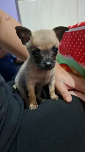Filhote de pinscher 1 