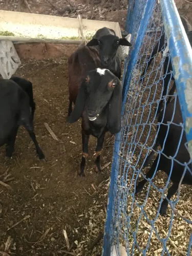 Novilha Anglo nubianas