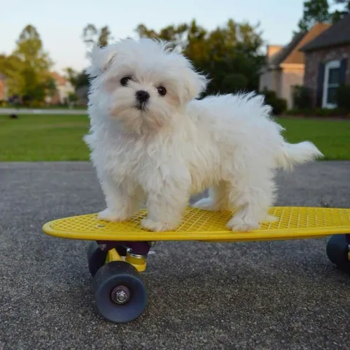 Maltês Cachorrinho disponível para um novo capítulo