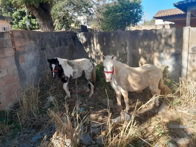 Casal de pôneis