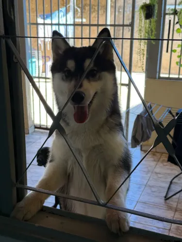Doação Husky fêmea 10 meses