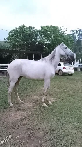 Cavalo