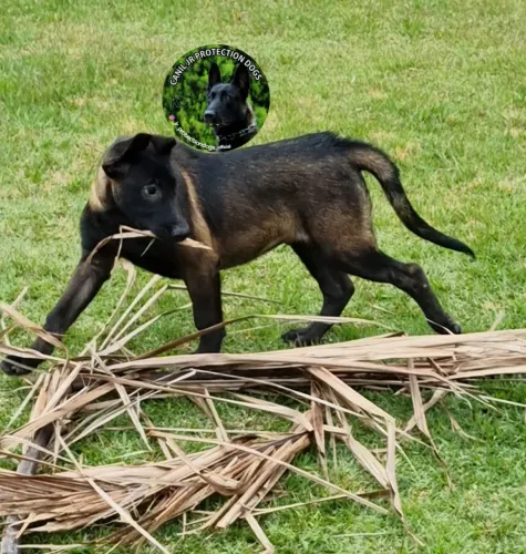 Pastor Belga de Malinois