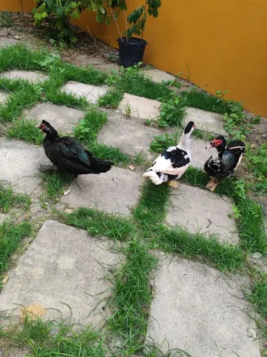 Patos adultos R$ 100, 00 cada