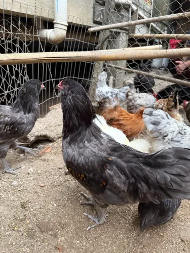 Galo Ameraucana. Ótima genética