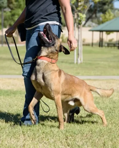 ADESTRAMENTO CANINO