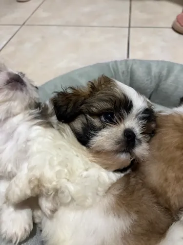 Filhotes de shihtzu