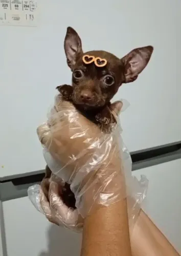 Linda filhote fêmea em até 12× c vacina e pedigree incluso!