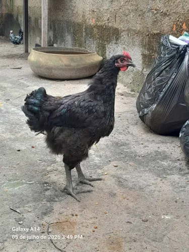 Vende-se frago gigante negro