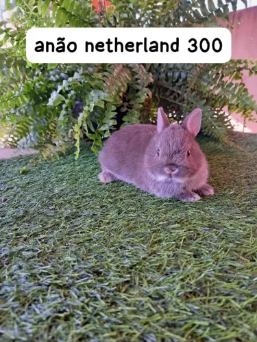 mini coelhos varias raças (filhotes)