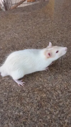 Rato twister adulto,muito carinhoso e docil