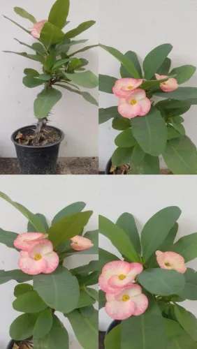 Miliana flor rosa 