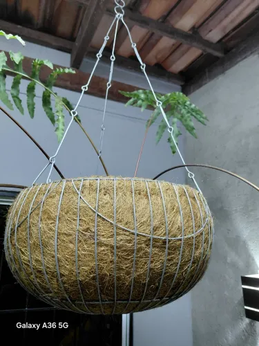 Plantas 