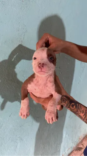 Filhotes de pitbull rod nós é pra vender 
