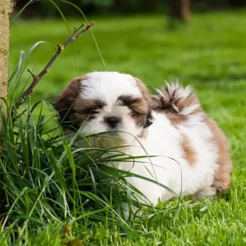 Filhotes de Shih Tzu | Filhotes super tranquilos e amáveis.