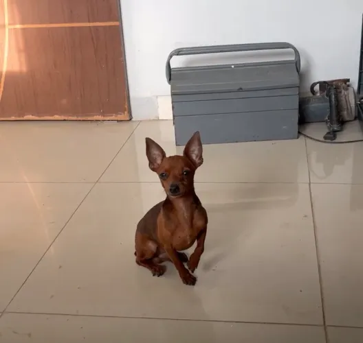 Pinscher zero macho 
