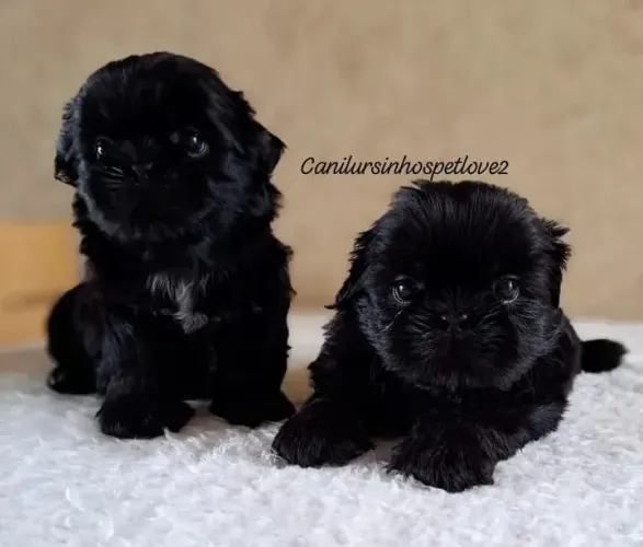 Shih tzu mini raríssimo preto sólido 