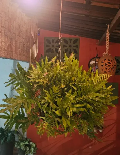 Planta, samambaia Jamaica.