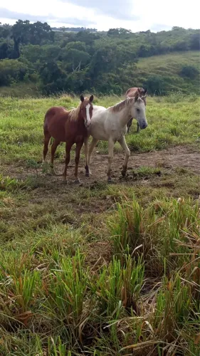 Duas potras mestiça de quarto de milha