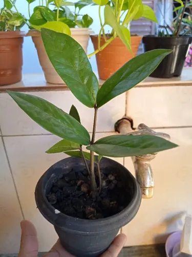 Muda de zamioculca verde