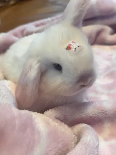 Coelho Mini Lop Uruguaio Olhos azuis