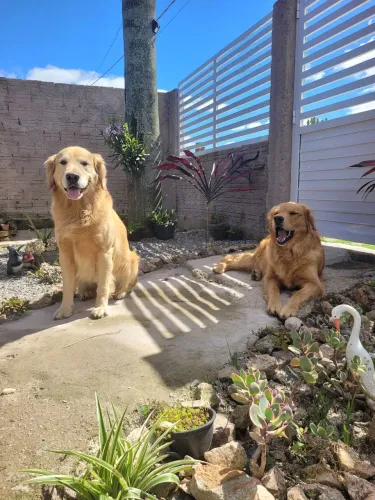Golden Retriever (ÚLTIMO FILHOTE MACHINHO)