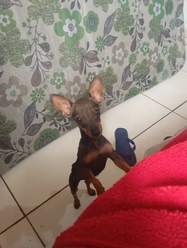 Pinscher 1 fêmea 