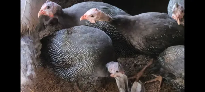 Galinha da Angola 