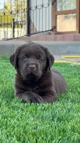 Labrador filhotes