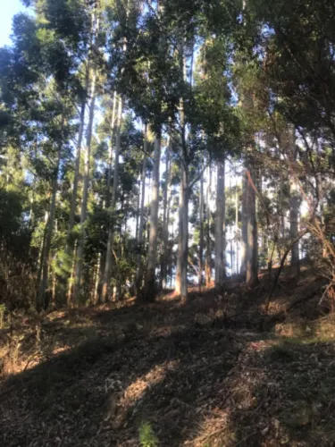 Floresta eucalipto 15 anos RS