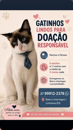 Gatinhos