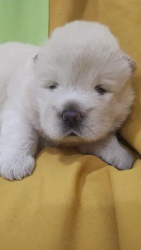 Filhotes de Chow-Chow