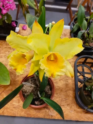 Orquídeas