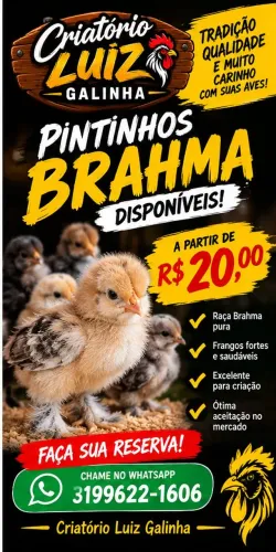 Pintinhos 