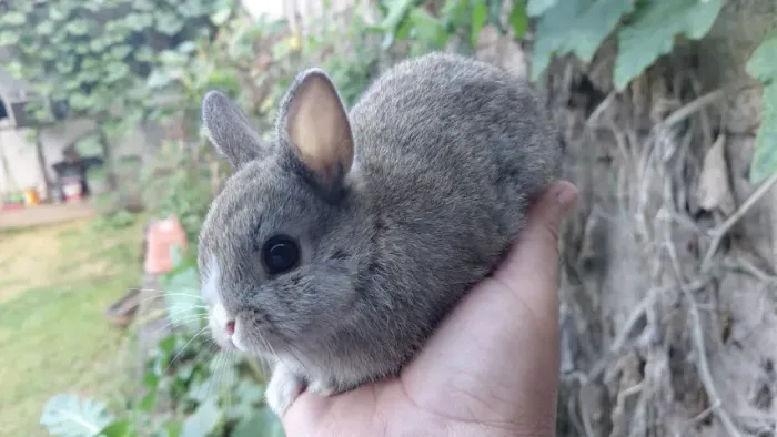 Filhotes Netherland Dwarf - o menos coelho do mundo