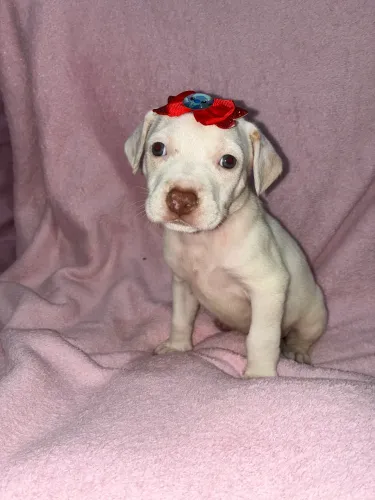 Vende se pitbull 