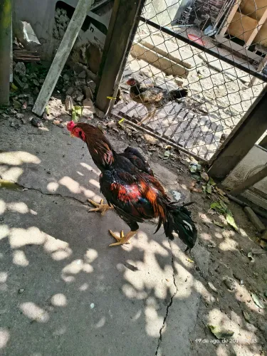 Galos de raça