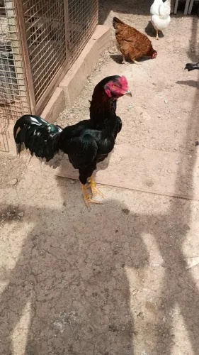 Galo índio puro 