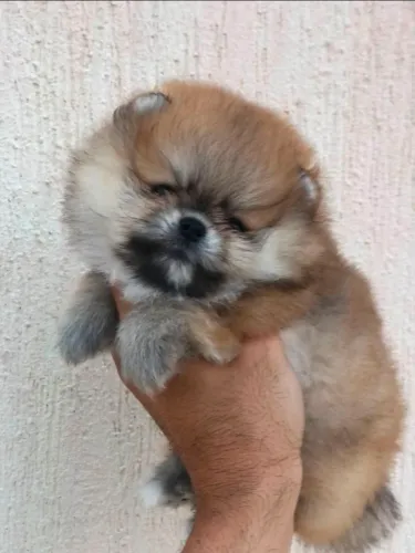 Lulu Pomerânia 
