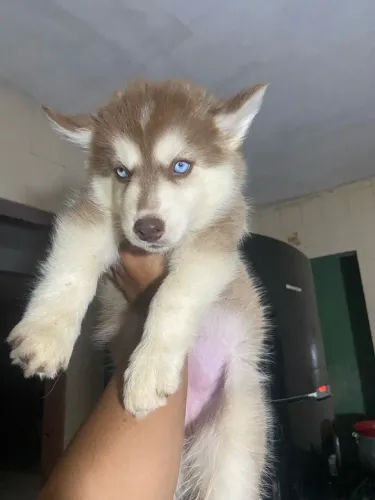 Husky siberiano puros