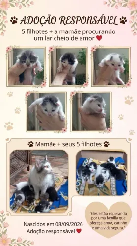 Doação de gatinhos